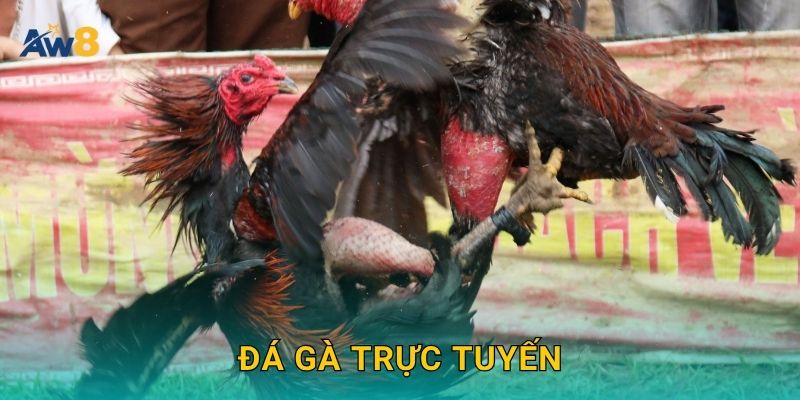 Đá gà trực tuyến – Sảnh cược đỉnh cao cho cược thủ tại Aw8 19 Đá gà trực tuyến – Sảnh cược đỉnh cao cho cược thủ tại Aw8