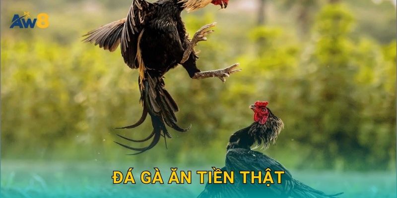 Đá gà ăn tiền thật – Cơ hội thắng cược hấp dẫn tại Aw8 10 Đá gà ăn tiền thật – Cơ hội thắng cược hấp dẫn tại Aw8