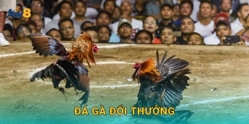 Đá gà đổi thưởng – Trải nghiệm giải trí có giá trị tại Aw8 7 Đá gà đổi thưởng – Trải nghiệm giải trí có giá trị tại Aw8
