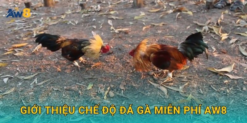 Đá gà miễn phí – Giải trí nhẹ nhàng, luyện kỹ năng tại Aw8 2 Giới thiệu chế độ Đá gà miễn phí Aw8