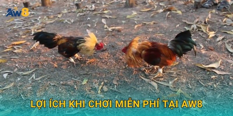 Đá gà miễn phí – Giải trí nhẹ nhàng, luyện kỹ năng tại Aw8 3 Lợi ích khi chơi miễn phí tại Aw8