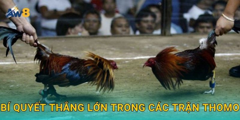 Đá gà Thomo – Đấu trường huyền thoại được tái hiện tại Aw8 3 Bí quyết thắng lớn trong các trận Thomo