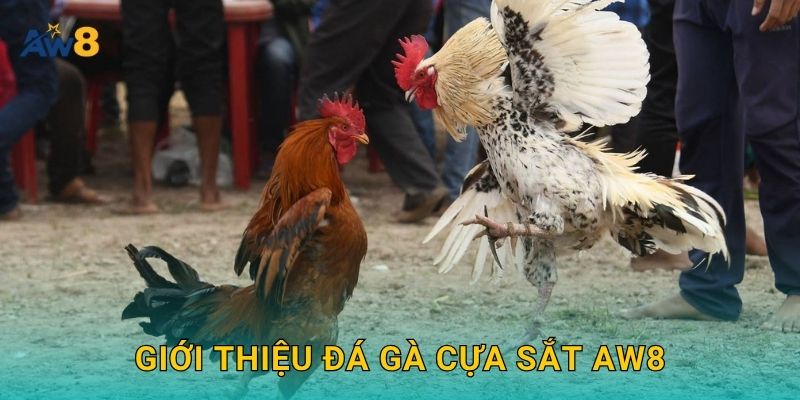Giới thiệu Đá gà cựa sắt Aw8