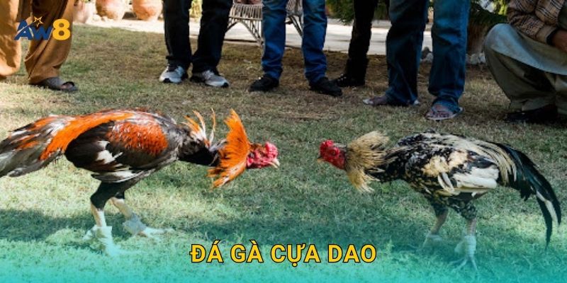 Đá gà cựa dao – Đỉnh cao tốc độ và chiến thuật tại Aw8 25 Đá gà cựa dao – Đỉnh cao tốc độ và chiến thuật tại Aw8