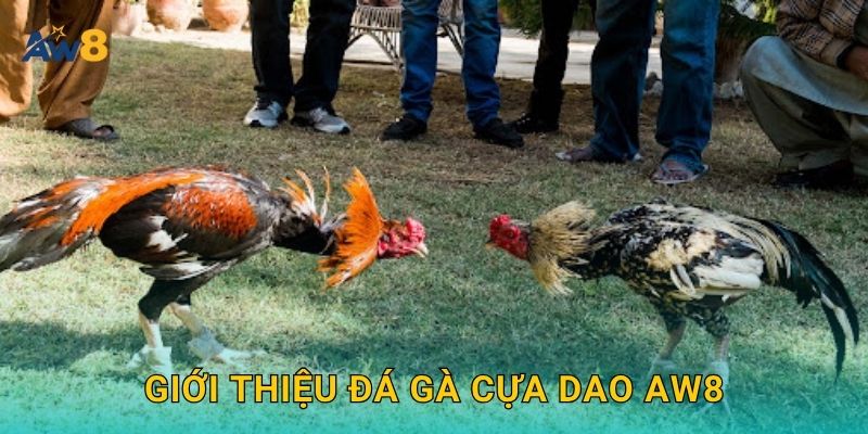 Đá gà cựa dao – Đỉnh cao tốc độ và chiến thuật tại Aw8 2 Giới thiệu Đá gà cựa dao Aw8