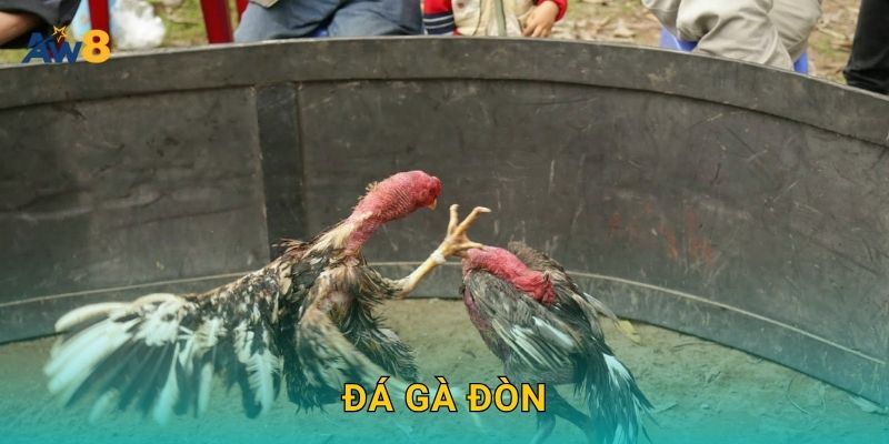 Đá gà đòn – Sức mạnh truyền thống được tôn vinh tại Aw8 4 Đá gà đòn – Sức mạnh truyền thống được tôn vinh tại Aw8