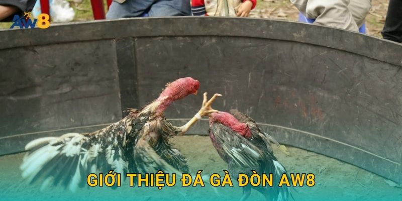 Giới thiệu Đá gà đòn Aw8