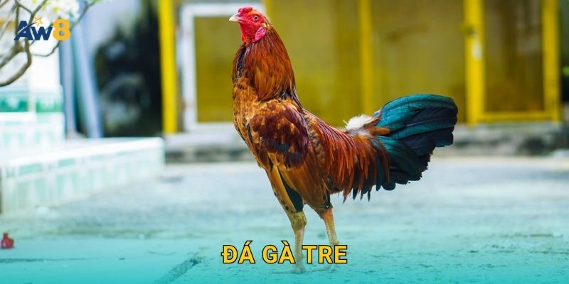 Đá gà tre – Trận đấu nhỏ, tinh thần lớn tại Aw8 1 Đá gà tre – Trận đấu nhỏ, tinh thần lớn tại Aw8