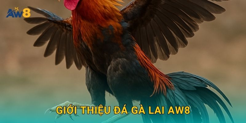 Đá gà lai – Sự kết hợp sức mạnh và tốc độ tại Aw8 2 Giới thiệu Đá gà lai Aw8