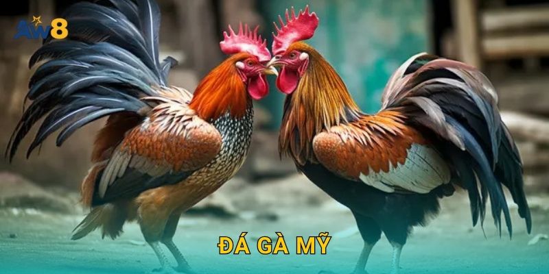 đá gà Mỹ lợi thế tỷ lệ – Cơ hội bứt phá vốn tại Aw8 19 đá gà Mỹ lợi thế tỷ lệ – Cơ hội bứt phá vốn tại Aw8