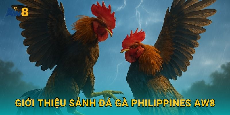 đá gà Philippines: Nguồn gốc danh tiếng – Lợi thế tại Aw8 2 Giới thiệu sảnh đá gà Philippines Aw8