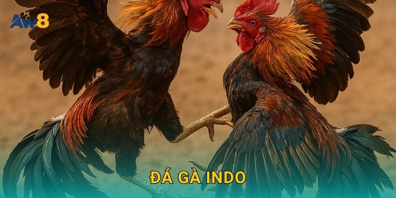 đá gà Indo tính năng quan sát, tối ưu quyết định tại Aw8 13 đá gà Indo tính năng quan sát, tối ưu quyết định tại Aw8