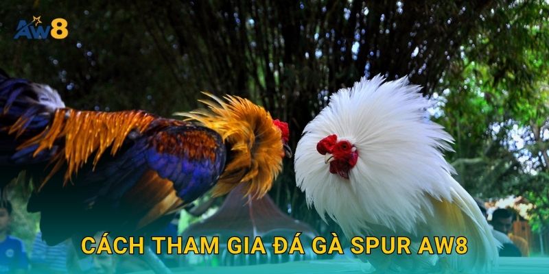 đá gà spur nhịp nhanh – Tối đa hóa cơ hội thắng tại Aw8 2 Cách tham gia đá gà spur Aw8