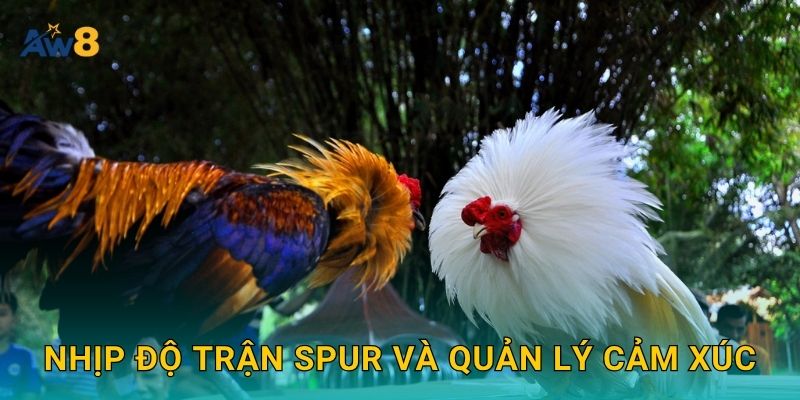 đá gà spur nhịp nhanh – Tối đa hóa cơ hội thắng tại Aw8 3 Nhịp độ trận spur và quản lý cảm xúc