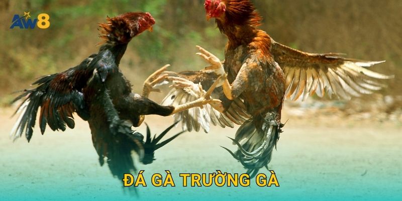 đá gà trường gà – Không gian chuẩn đấu trường tại Aw8 28 đá gà trường gà – Không gian chuẩn đấu trường tại Aw8