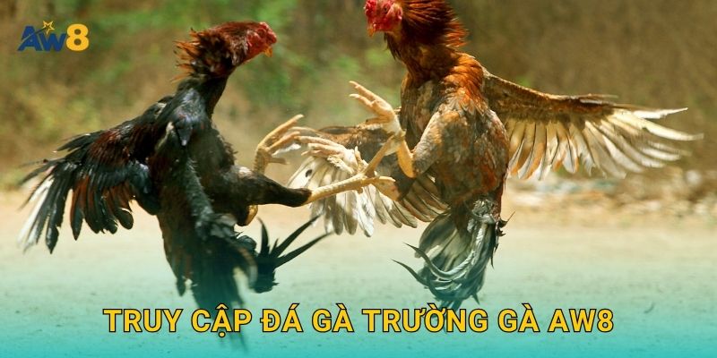 đá gà trường gà – Không gian chuẩn đấu trường tại Aw8 2 Truy cập đá gà trường gà Aw8