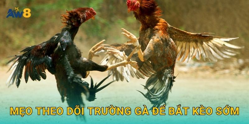 đá gà trường gà – Không gian chuẩn đấu trường tại Aw8 3 Mẹo theo dõi trường gà để bắt kèo sớm