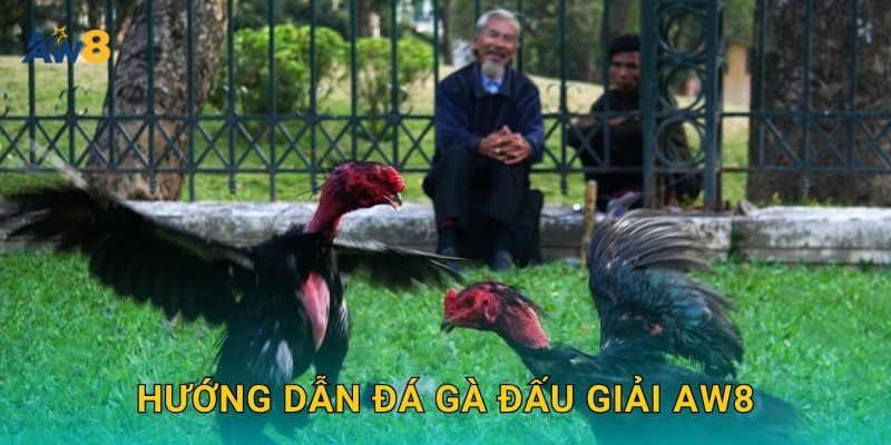 Hướng dẫn đá gà đấu giải Aw8